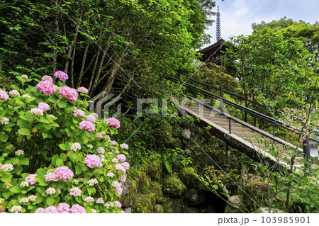 岡寺　あじさい回廊と花手水 103985901