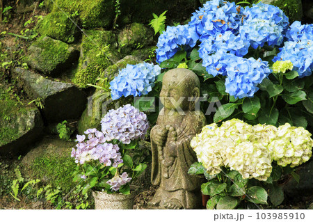 岡寺　あじさい回廊と花手水 103985910