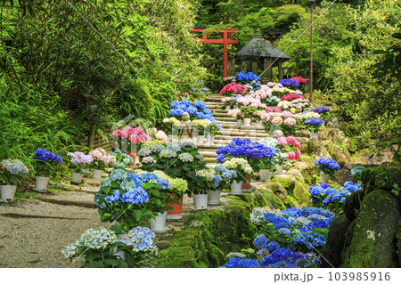 岡寺　あじさい回廊と花手水 103985916