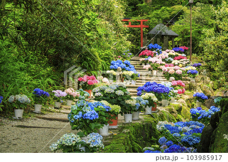 岡寺 あじさい回廊と花手水 岡寺 あじさい回廊と花手水 103985917