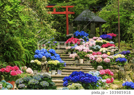 岡寺　あじさい回廊と花手水 103985918