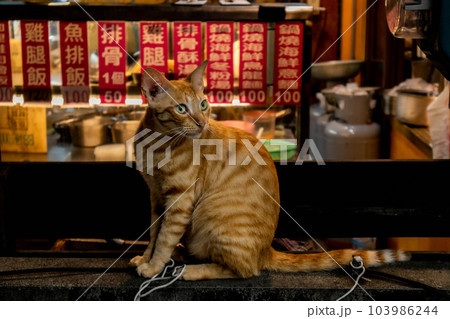 猫 ねこ ネコ 103986244