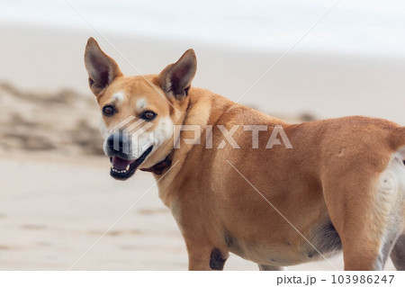 犬 狗 わんこ 103986247