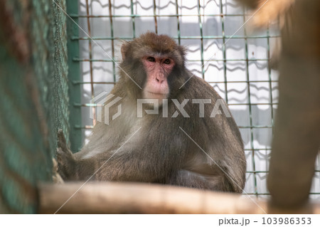 Macaque sitting in sad pose in cage 103986353