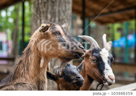 Colorful goats waiting for food near wooden fence Colorful goats waiting for food near wooden fence 103986359