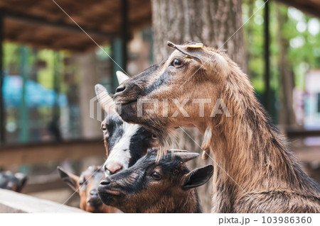 Colorful goats waiting for food near wooden fence Colorful goats waiting for food near wooden fence 103986360