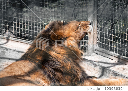 Lion roar in cage close-up 103986394