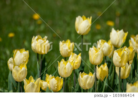 Yellow tulips sunny flowers with leaves greenery 103986414