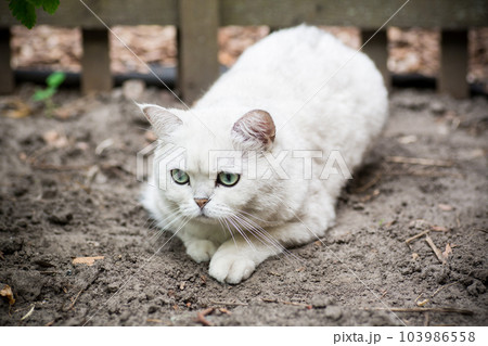 Adult cat breed Scottish chinchilla of light gray color, walks outdoors 103986558