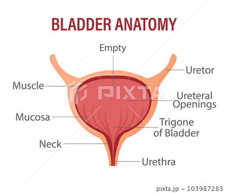 Bladder, internal human organ. Anatomy of the human organ. Medicine, healthcare and science. infographic banner 103987283