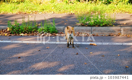 北海道の路上に現れるキタキツネ 103987441