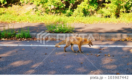 北海道の路上に現れるキタキツネ 103987442