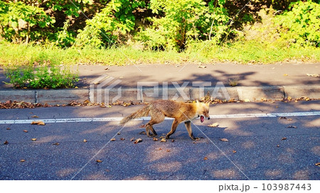 北海道の路上に現れるキタキツネ 103987443