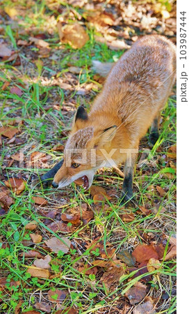 北海道の野生のキタキツネ 103987444