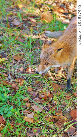 北海道の野生のキタキツネ 北海道の野生のキタキツネ 103987445