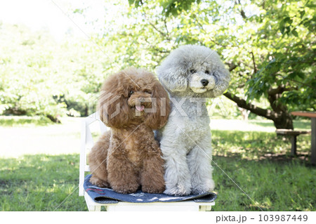お座りした2匹のトイプードル 103987449