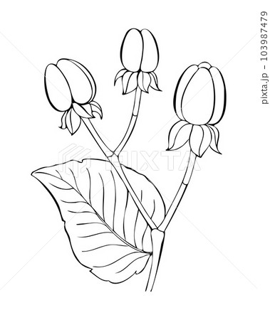 Hypericum androsaemum contour sketch hand drawn, with berry and leaf. Hypericum androsaemum contour sketch hand drawn, with berry and leaf. 103987479