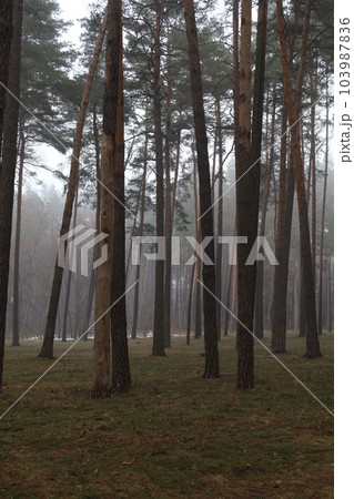 Foggy pine forest, winter atmosphere 103987836
