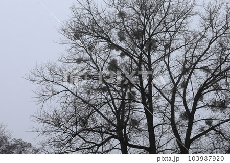 Mistletoe on trees in winter forest 103987920