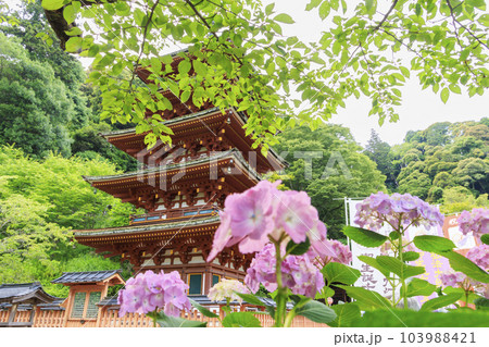 長谷寺の新緑とあじさい回廊 長谷寺の新緑とあじさい回廊 103988421