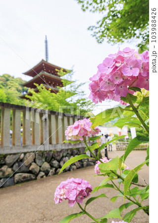長谷寺の新緑とあじさい回廊 長谷寺の新緑とあじさい回廊 103988426
