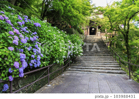 長谷寺の新緑とあじさい回廊 長谷寺の新緑とあじさい回廊 103988431