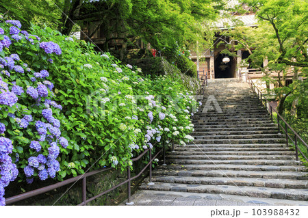 長谷寺の新緑とあじさい回廊 長谷寺の新緑とあじさい回廊 103988432