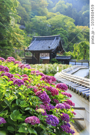 長谷寺の新緑とあじさい回廊 長谷寺の新緑とあじさい回廊 103988459