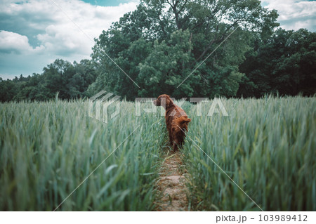 Gorgeous young Irish Setter dog standing in field and sitting in a meadow with a blurred background while looking as if contemplating life. Purebred with a happy and excited friendly personality. Gorgeous young Irish Setter dog standing in field and sitting in a meadow with a blurred background while looking as if contemplating life. Purebred with a happy and excited friendly personality. 103989412