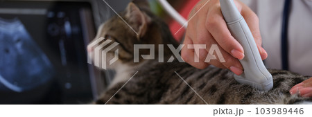 Manual veterinarian conducts an ultrasound examination of cat Manual veterinarian conducts an ultrasound examination of cat 103989446