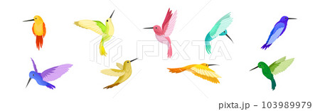Colorful Hummingbird with Long Beak and Bright Feathers Vector Set Colorful Hummingbird with Long Beak and Bright Feathers Vector Set 103989979