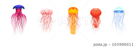 Colorful Jellyfish with Umbrella-shaped Bell and Trailing Tentacles Vector Set 103990011