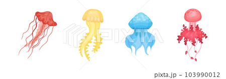 Colorful Jellyfish with Umbrella-shaped Bell and Trailing Tentacles Vector Set 103990012