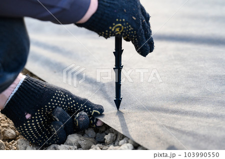 A person hammers a plastic stake into the ground to hold the agrofibre on the ground. 103990550