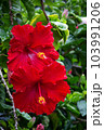 南国リゾートの花　二連のハイビスカスの写真 103991206