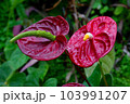 熱帯の植物アンスリウムの写真　大紅団扇　仏炎苞 103991207