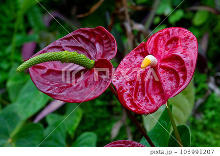 熱帯の植物アンスリウムの写真　大紅団扇　仏炎苞 103991207