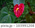 熱帯の植物アンスリウムの写真　大紅団扇　仏炎苞 103991208