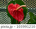 熱帯の植物アンスリウムの写真　大紅団扇　仏炎苞 103991210