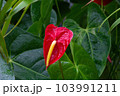 熱帯の植物アンスリウムの写真　大紅団扇　仏炎苞 103991211