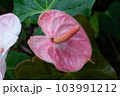 熱帯の植物アンスリウムの写真　大紅団扇　仏炎苞 103991212