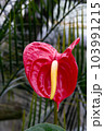 熱帯の植物アンスリウムの写真　大紅団扇　仏炎苞 103991215