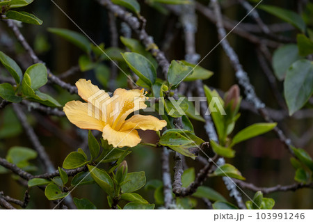 Zantedeschia aethiopica, commonly known as calla lily and arum lily. Zantedeschia aethiopica, commonly known as calla lily and arum lily. 103991246
