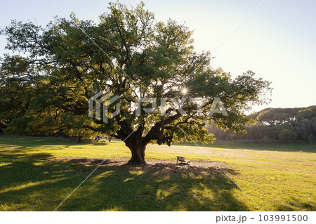 A big olive tree in the green park A big olive tree in the green park 103991500