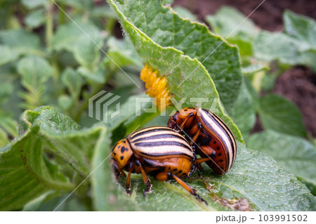 Adult Colorado potato beetles on potato leaves Adult Colorado potato beetles on potato leaves 103991502
