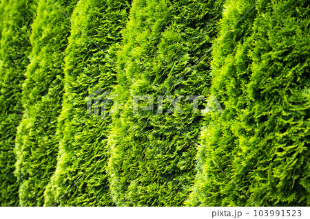 Green Hedge of Thuja Trees Green Hedge of Thuja Trees 103991523