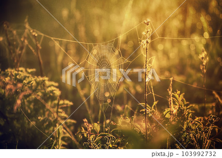 Plants with web Plants with web 103992732