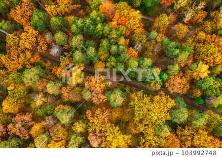 Autumn forest from above Autumn forest from above 103992748