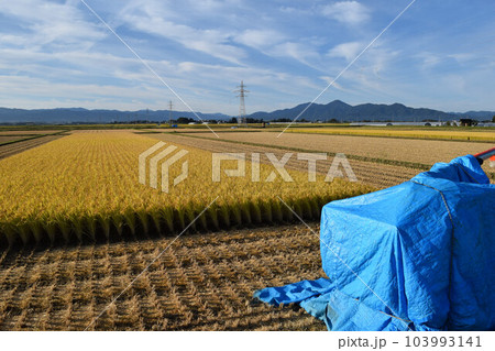稲刈り作業中の田園風景 稲刈り作業中の田園風景 103993141