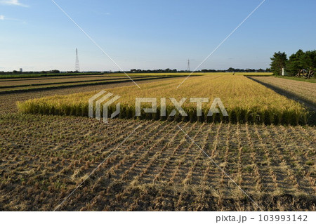 稲刈り作業中の田園風景 稲刈り作業中の田園風景 103993142
